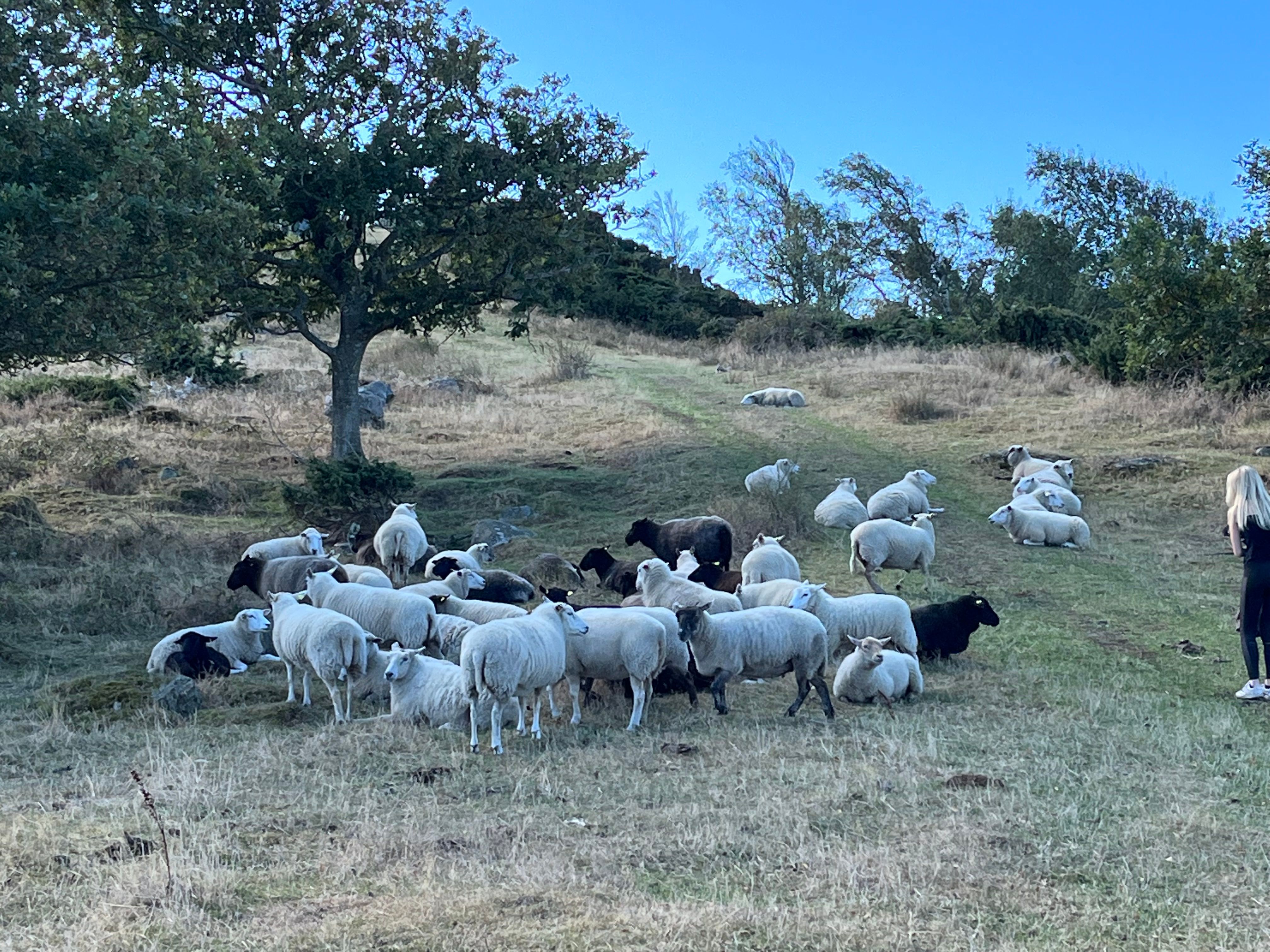 Wyjazd w ramach projektu Erasmus plus Szwecja